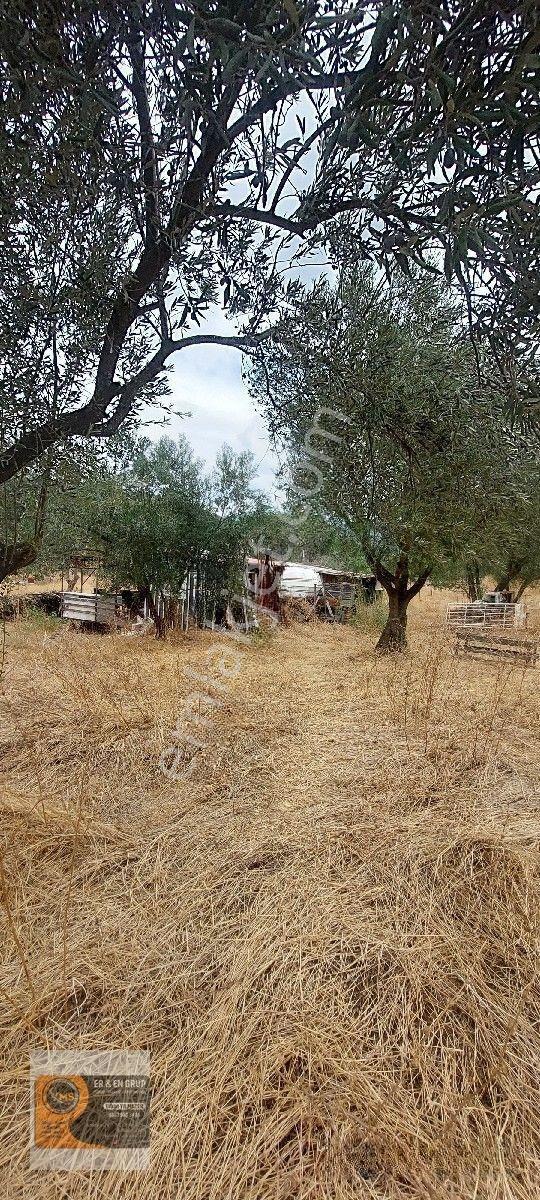 Dikili Kocaoba Da 1+1 Prefabrik Evi Olan 7272 Metrekare Zeytinlik — fotoğraf 7