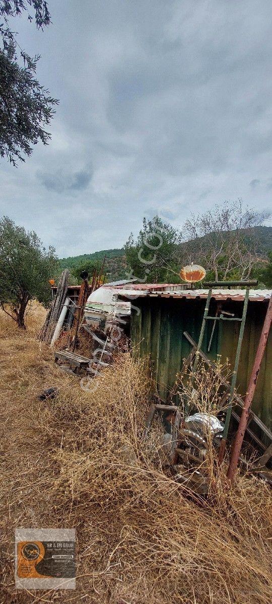 Dikili Kocaoba Da 1+1 Prefabrik Evi Olan 7272 Metrekare Zeytinlik — fotoğraf 15