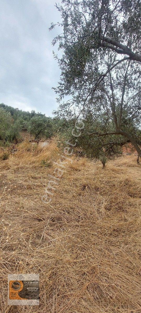 Dikili Kocaoba Da 1+1 Prefabrik Evi Olan 7272 Metrekare Zeytinlik — fotoğraf 16