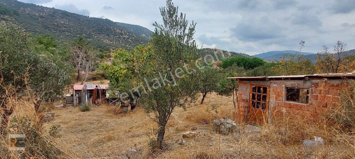 Dikili Kocaoba Da 1+1 Prefabrik Evi Olan 7272 Metrekare Zeytinlik — fotoğraf 19