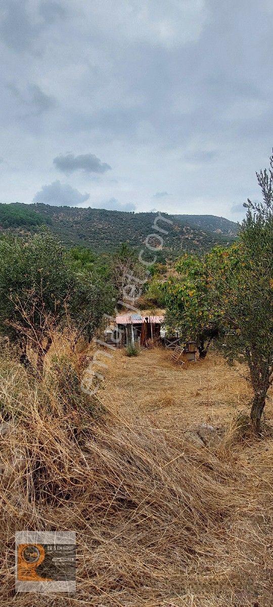 Dikili Kocaoba Da 1+1 Prefabrik Evi Olan 7272 Metrekare Zeytinlik — fotoğraf 21