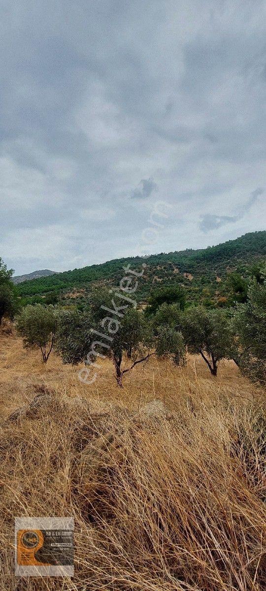 Dikili Kocaoba Da 1+1 Prefabrik Evi Olan 7272 Metrekare Zeytinlik — fotoğraf 22