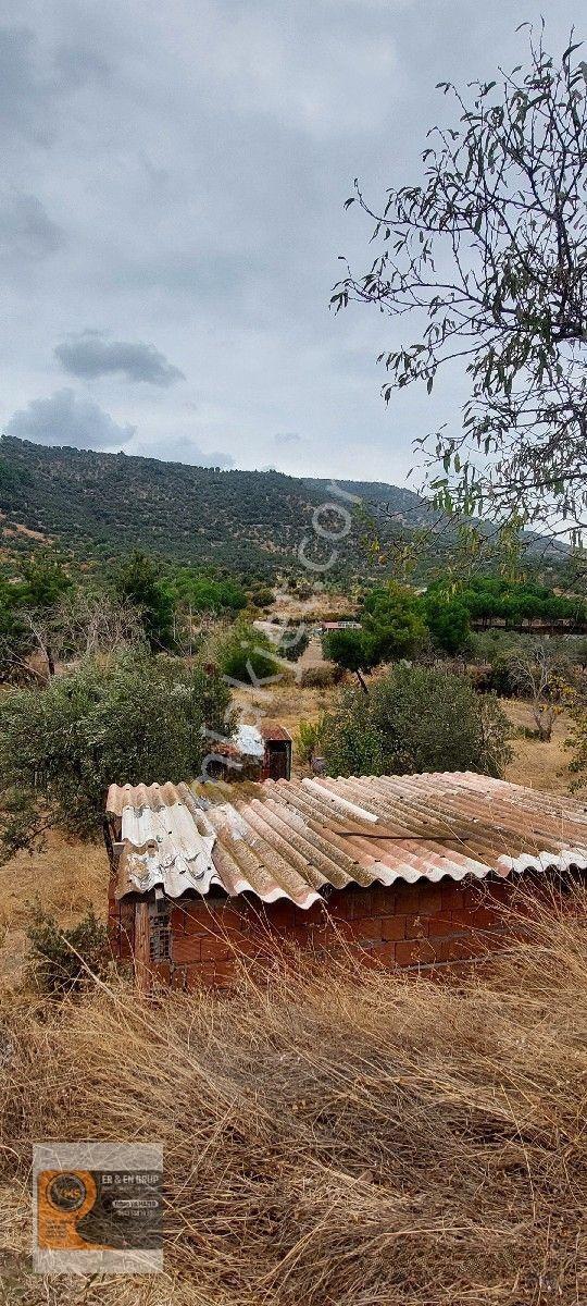 Dikili Kocaoba Da 1+1 Prefabrik Evi Olan 7272 Metrekare Zeytinlik — fotoğraf 23