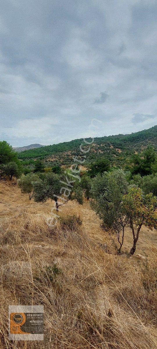 Dikili Kocaoba Da 1+1 Prefabrik Evi Olan 7272 Metrekare Zeytinlik — fotoğraf 25