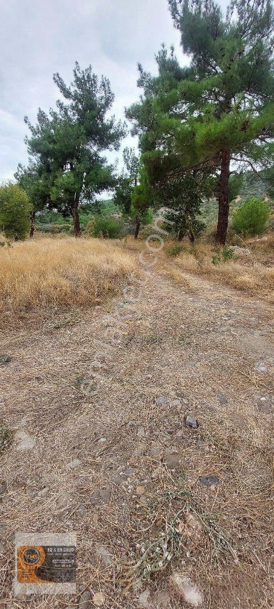 Dikili Kocaoba Da 1+1 Prefabrik Evi Olan 7272 Metrekare Zeytinlik — fotoğraf 33