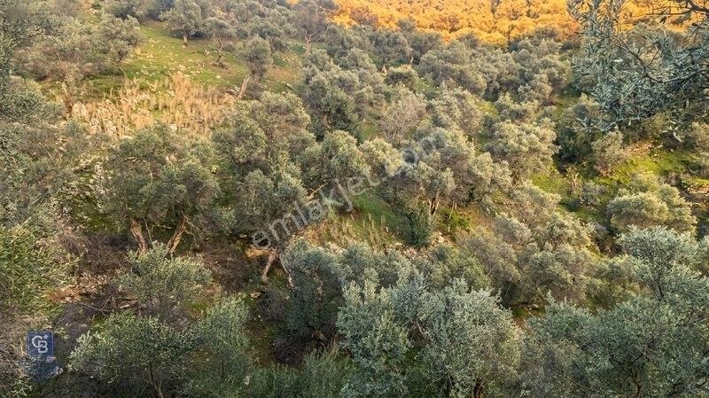 Bayındır Zeytinova Köye Ve Ana Yola Yakın Yatırımlık Zeytinlik — fotoğraf 2