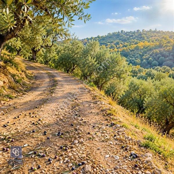 Bayındır Zeytinova Köye Ve Ana Yola Yakın Yatırımlık Zeytinlik — fotoğraf 3