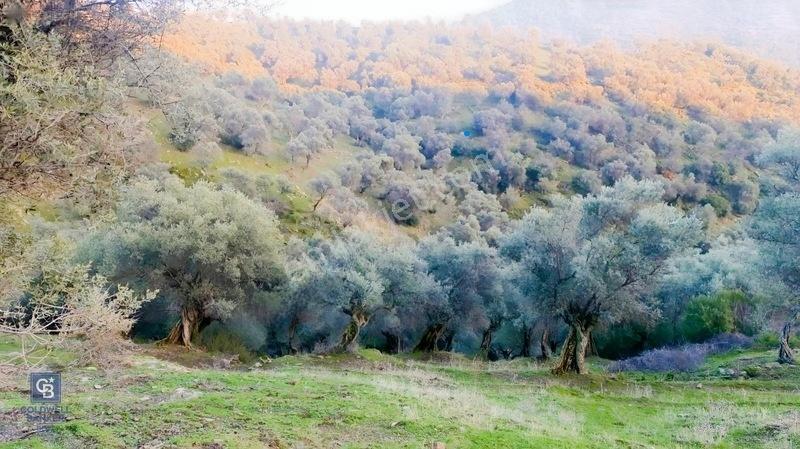 Bayındır Zeytinova Köye Ve Ana Yola Yakın Yatırımlık Zeytinlik — fotoğraf 5