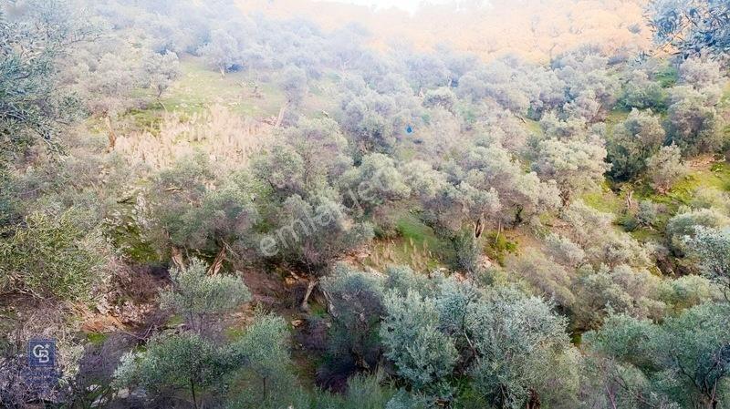 Bayındır Zeytinova Köye Ve Ana Yola Yakın Yatırımlık Zeytinlik — fotoğraf 6