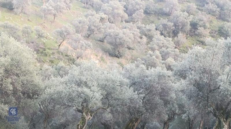 Bayındır Zeytinova Köye Ve Ana Yola Yakın Yatırımlık Zeytinlik — fotoğraf 7
