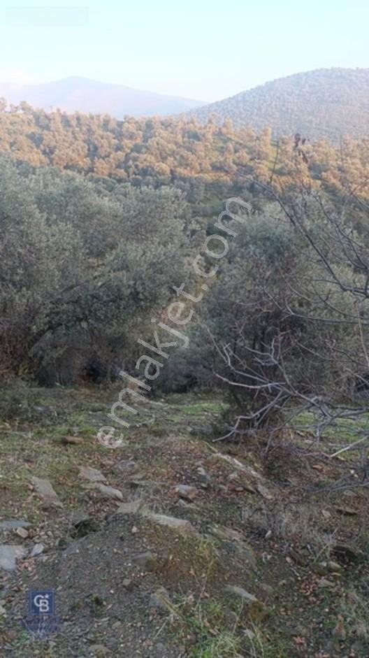 Bayındır Zeytinova Köye Ve Ana Yola Yakın Yatırımlık Zeytinlik — fotoğraf 8