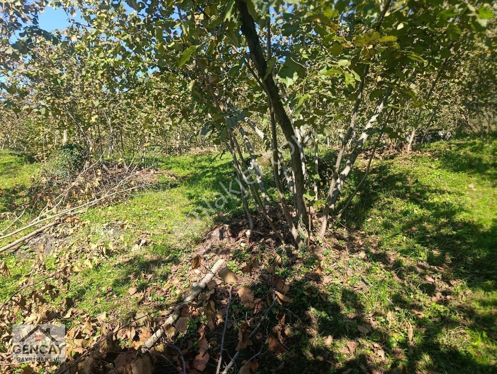 Gençay Emlak’tan Fatsa Hamlık Mahallesi’nde Satılık 5.000 M² Arazi!122 — fotoğraf 2