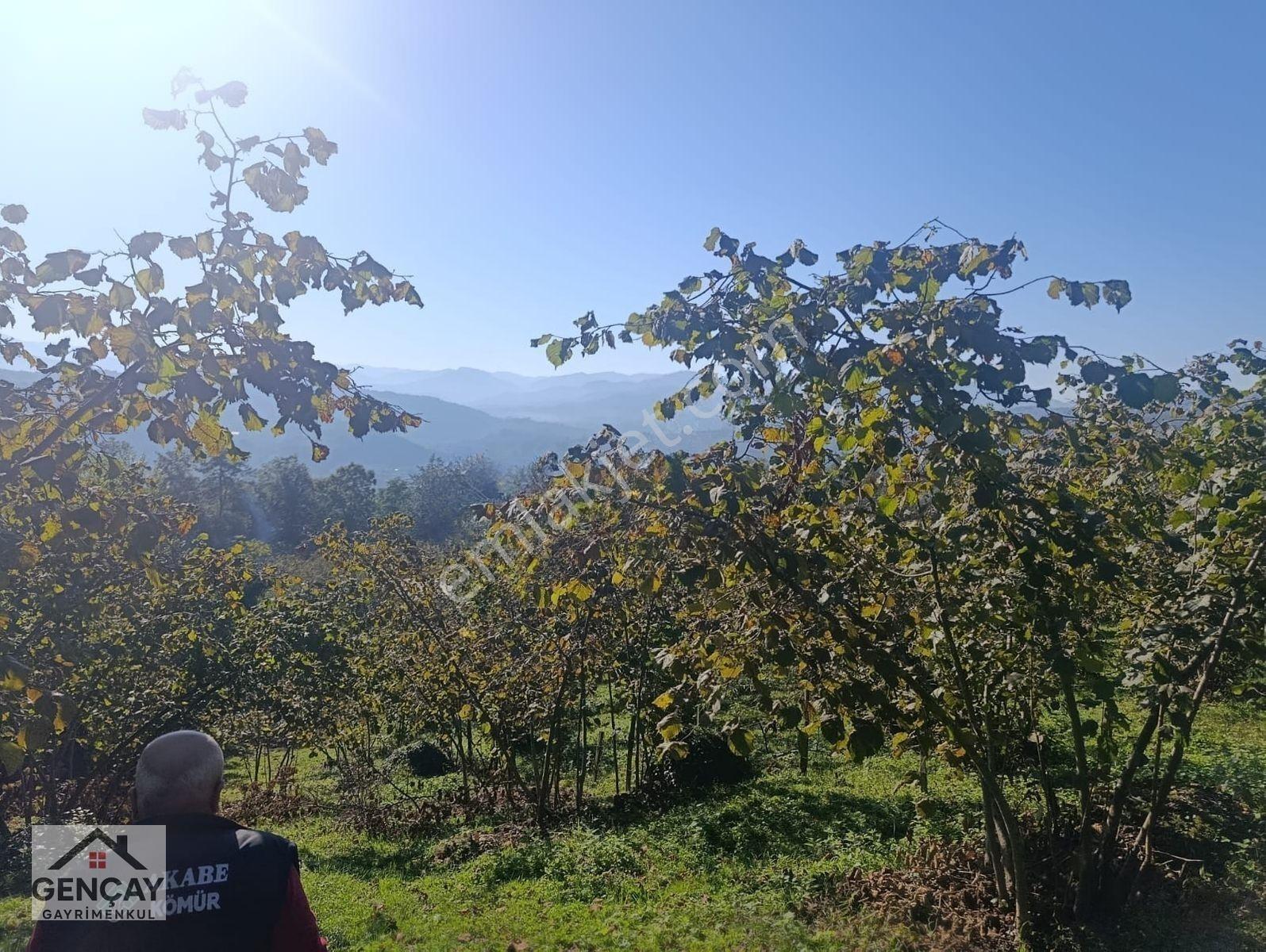 Gençay Emlak’tan Fatsa Hamlık Mahallesi’nde Satılık 5.000 M² Arazi!122 — fotoğraf 3