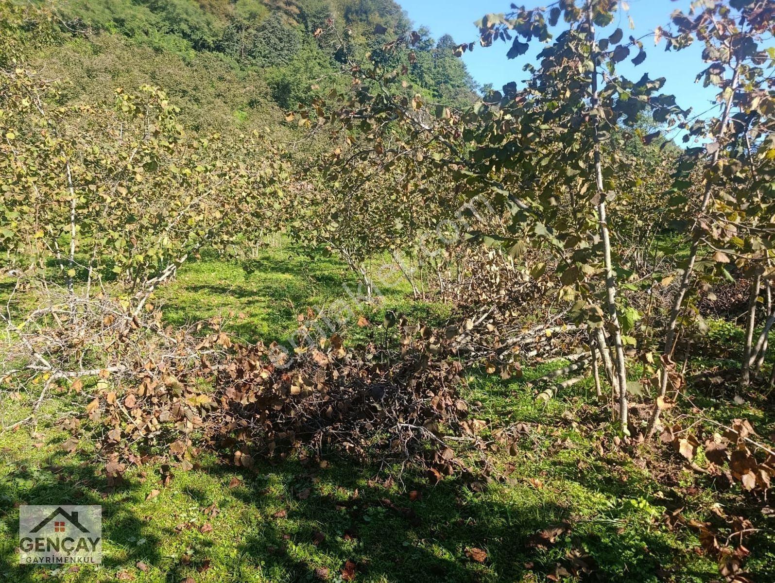 Gençay Emlak’tan Fatsa Hamlık Mahallesi’nde Satılık 5.000 M² Arazi!122 — fotoğraf 4