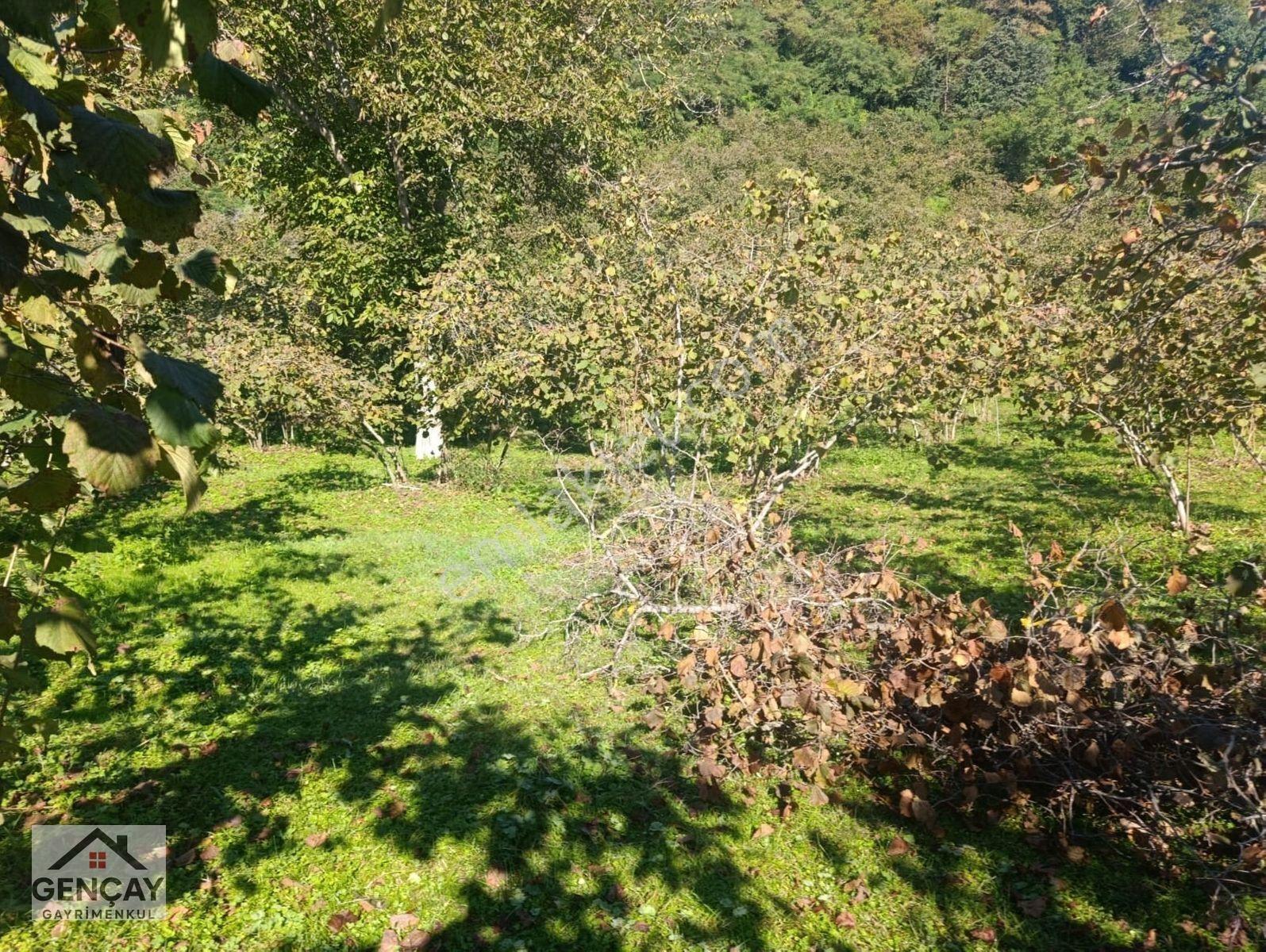 Gençay Emlak’tan Fatsa Hamlık Mahallesi’nde Satılık 5.000 M² Arazi!122 — fotoğraf 5