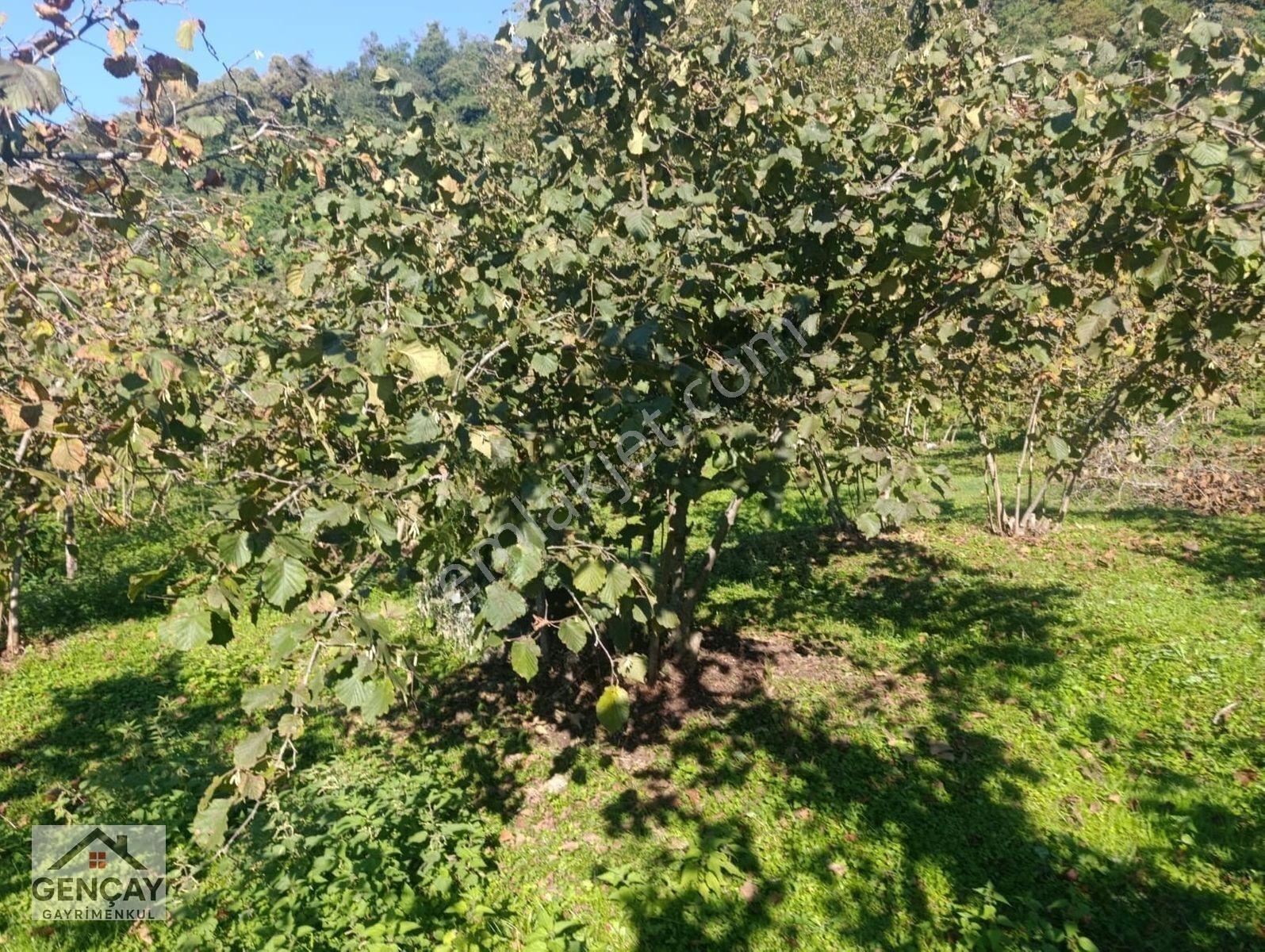 Gençay Emlak’tan Fatsa Hamlık Mahallesi’nde Satılık 5.000 M² Arazi!122 — fotoğraf 6