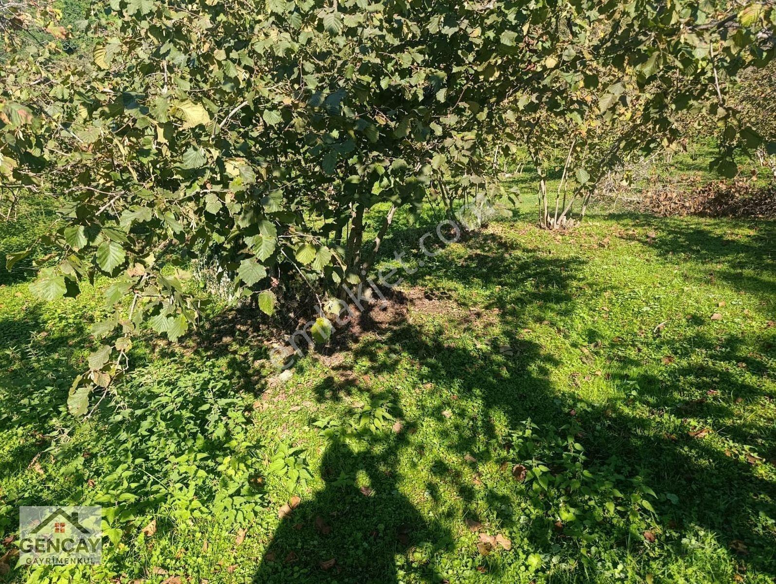 Gençay Emlak’tan Fatsa Hamlık Mahallesi’nde Satılık 5.000 M² Arazi!122 — fotoğraf 7