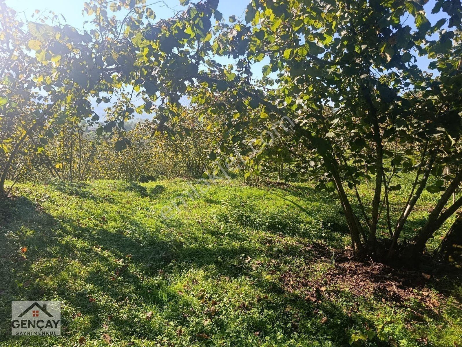 Gençay Emlak’tan Fatsa Hamlık Mahallesi’nde Satılık 5.000 M² Arazi!122 — fotoğraf 8