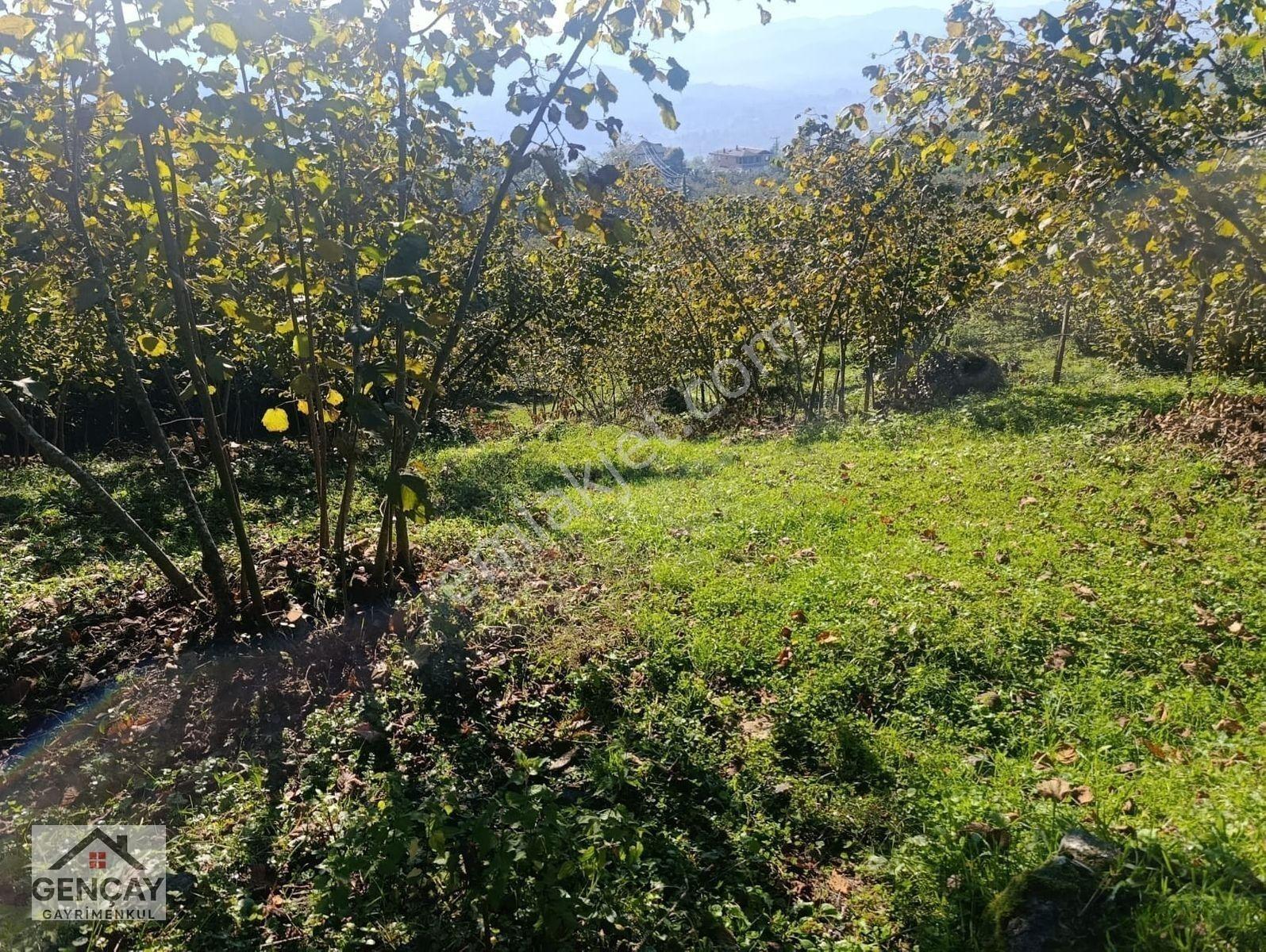 Gençay Emlak’tan Fatsa Hamlık Mahallesi’nde Satılık 5.000 M² Arazi!122 — fotoğraf 9