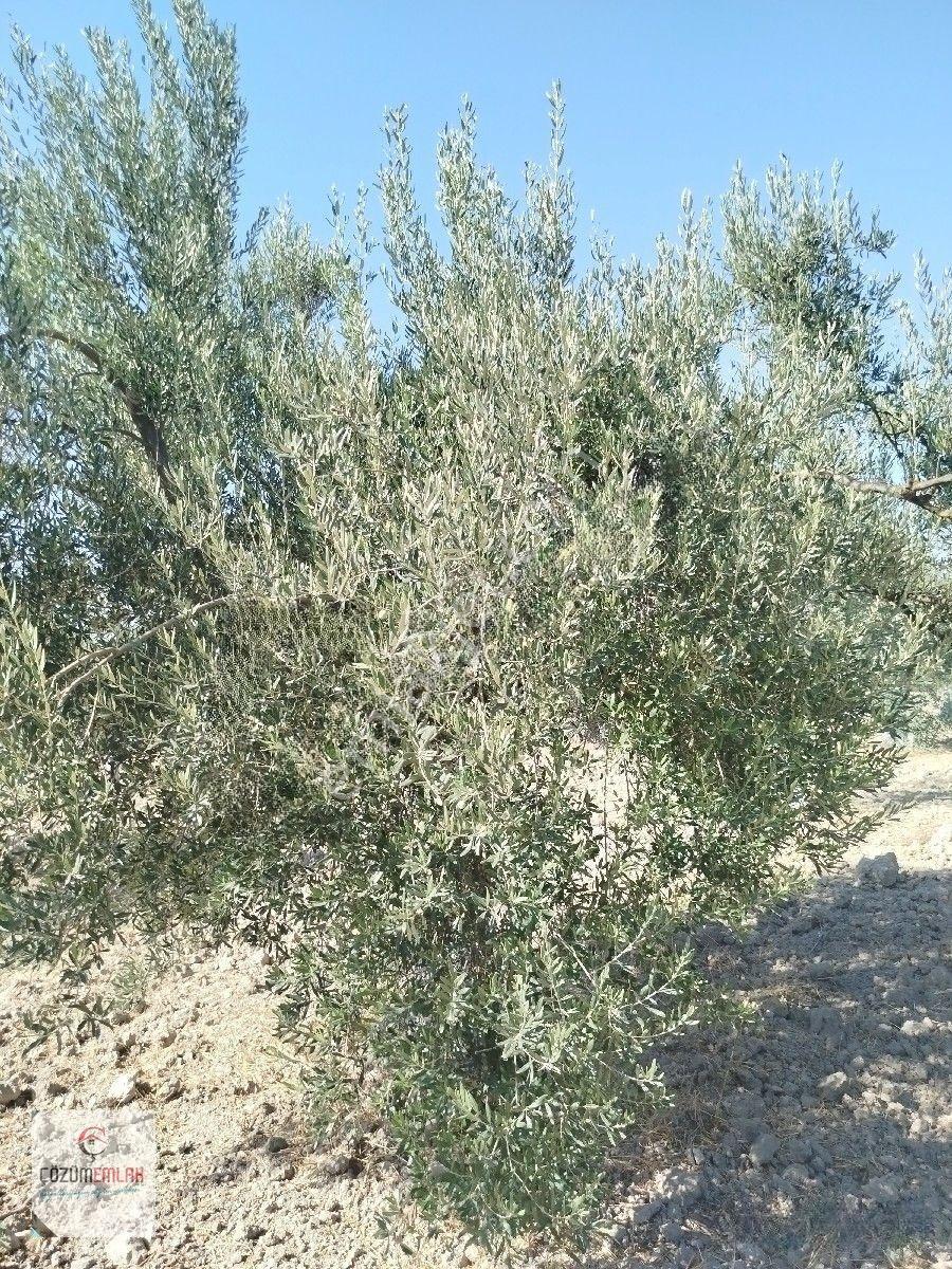 Yol Su İmkanı Olan Zeytinlik