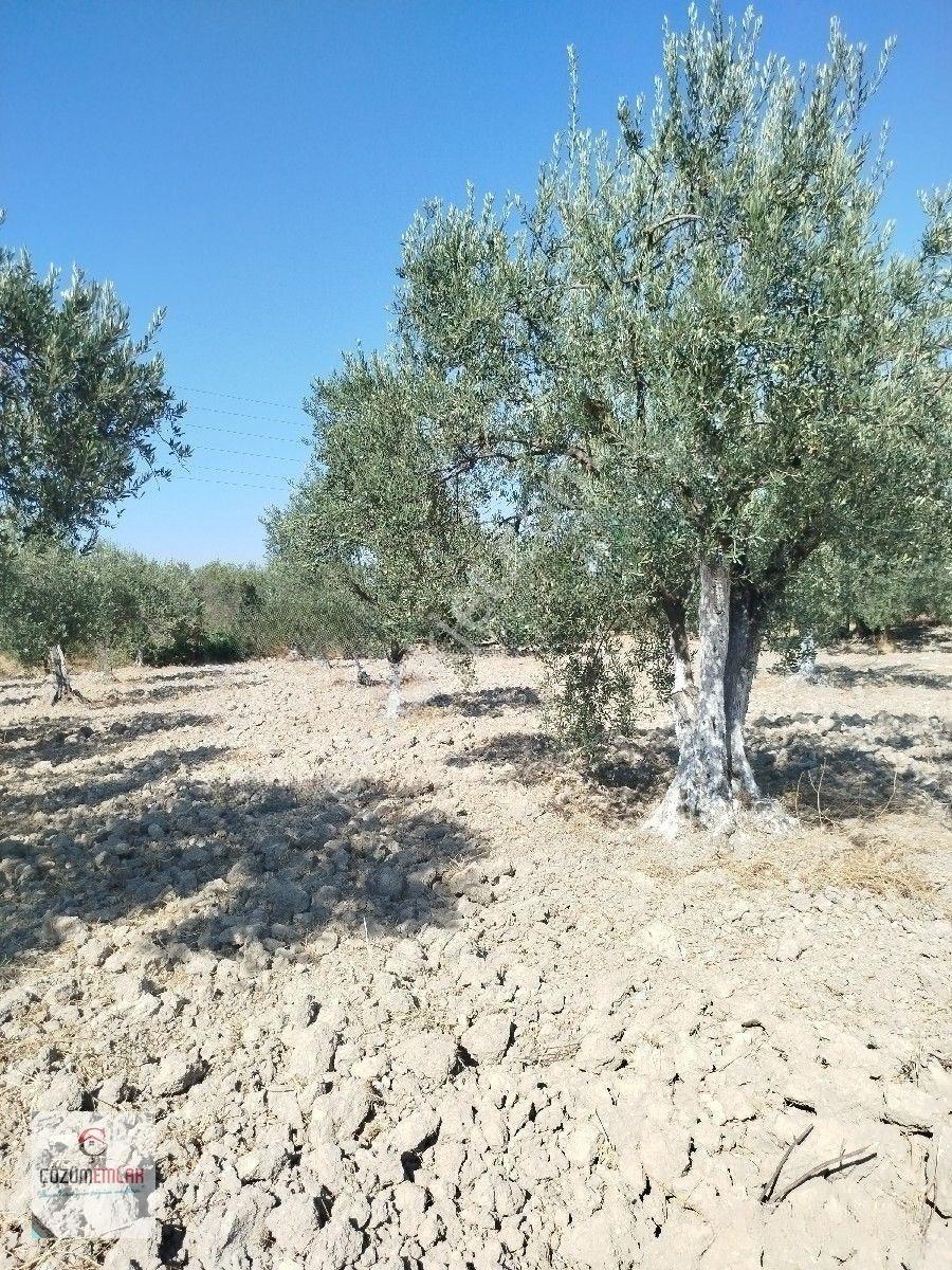 Yol Su İmkanı Olan Zeytinlik — fotoğraf 2