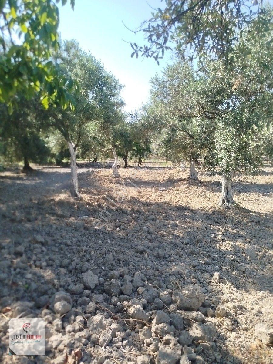 Yol Su İmkanı Olan Zeytinlik — fotoğraf 4