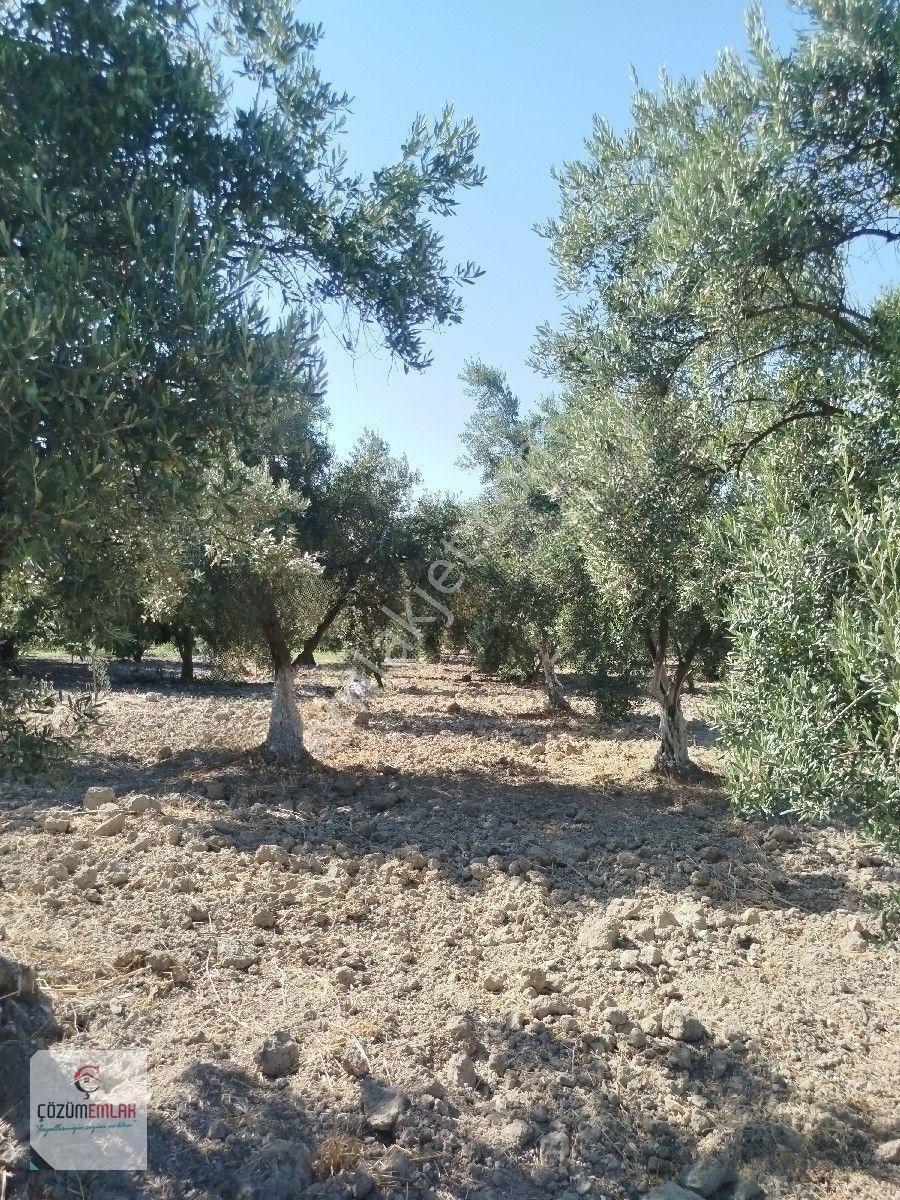Yol Su İmkanı Olan Zeytinlik — fotoğraf 5