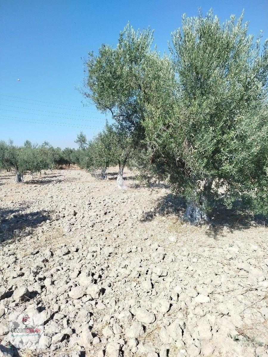 Yol Su İmkanı Olan Zeytinlik — fotoğraf 6