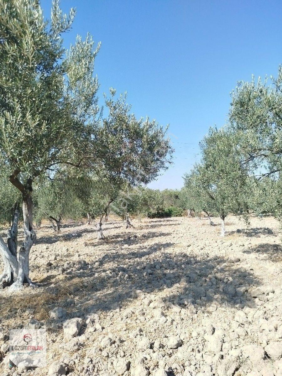Yol Su İmkanı Olan Zeytinlik — fotoğraf 7