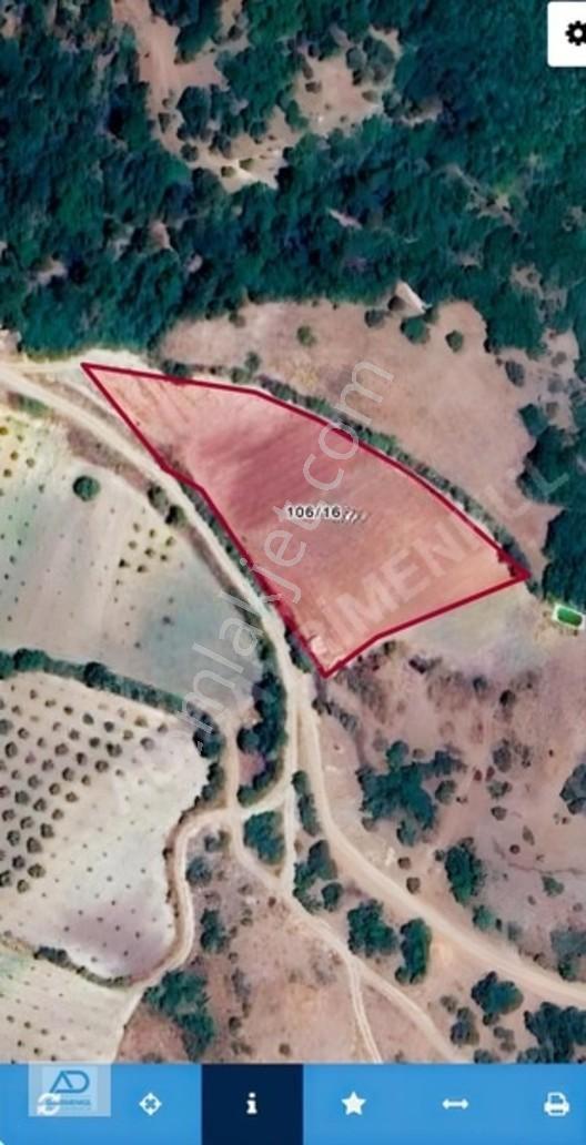 Kırkağaç'ta Satılık 4.546 M² Zeytinlik, Elektrik & Su Mevcut — fotoğraf 2