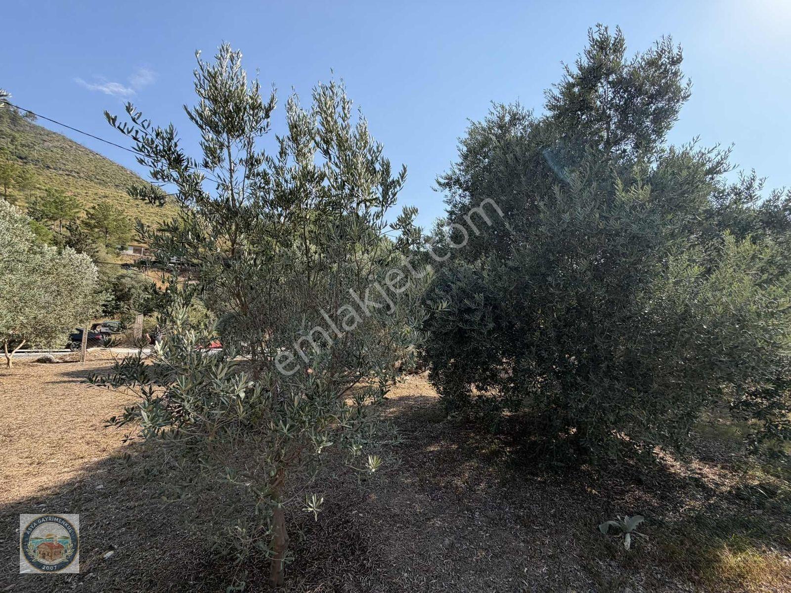 Anayola Sıfır Tarla Kısa Süreliğine Aciliyetten — fotoğraf 4