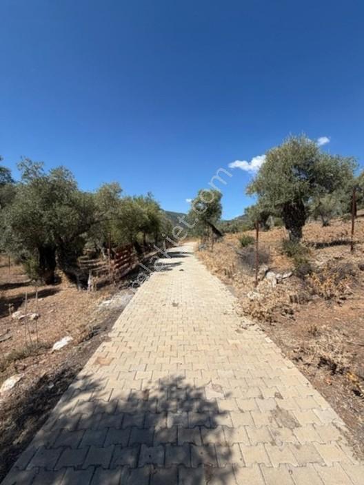 My - Asfalt Yola Cepheli Köyiçi Zeytinlik — fotoğraf 4