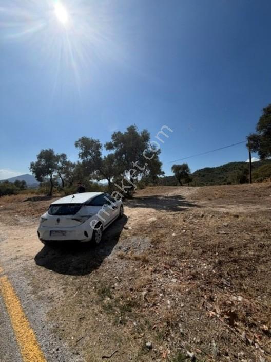 My - Asfalt Yola Cepheli Köyiçi Zeytinlik — fotoğraf 6