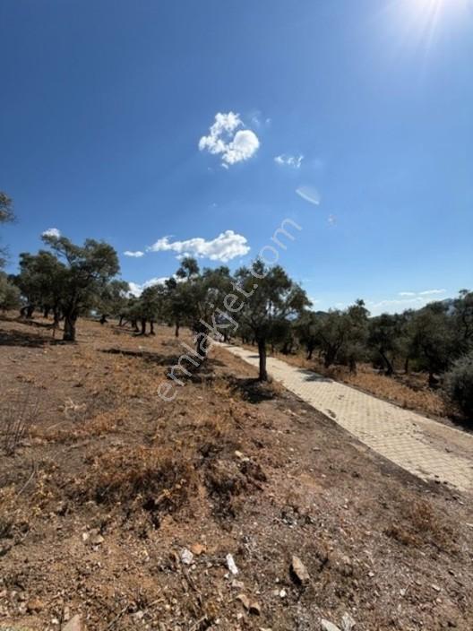 My - Asfalt Yola Cepheli Köyiçi Zeytinlik — fotoğraf 10