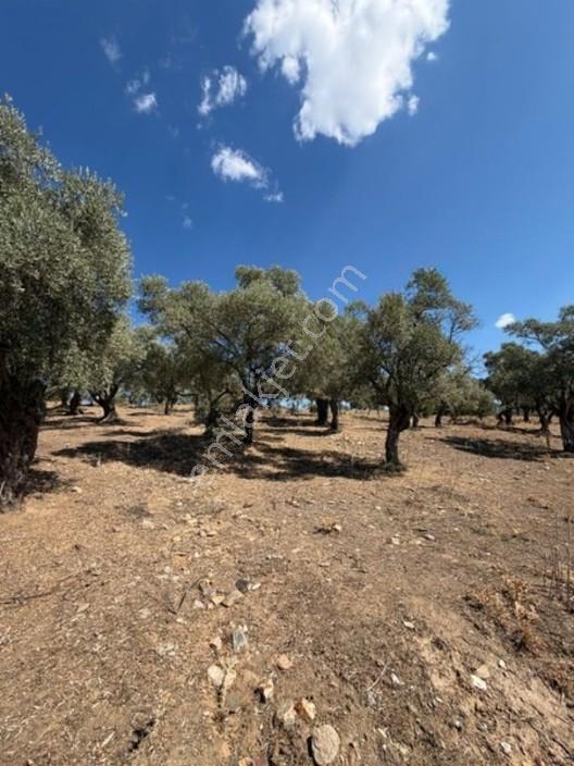 My - Asfalt Yola Cepheli Köyiçi Zeytinlik — fotoğraf 13