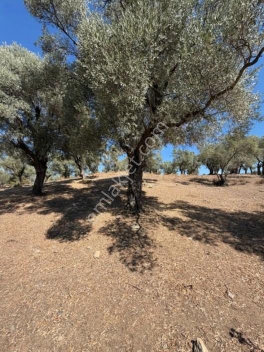 My - Asfalt Yola Cepheli Köyiçi Zeytinlik — fotoğraf 17