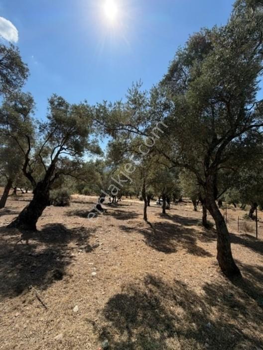 My - Asfalt Yola Cepheli Köyiçi Zeytinlik — fotoğraf 22