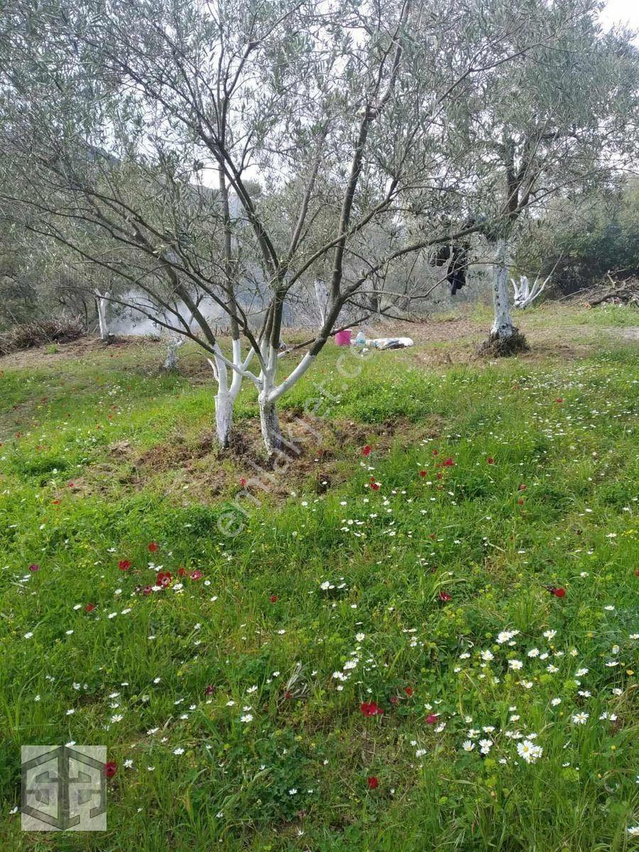 İzmir Selçuk Şirince Köyünde 427M2 Müstakil Parsel