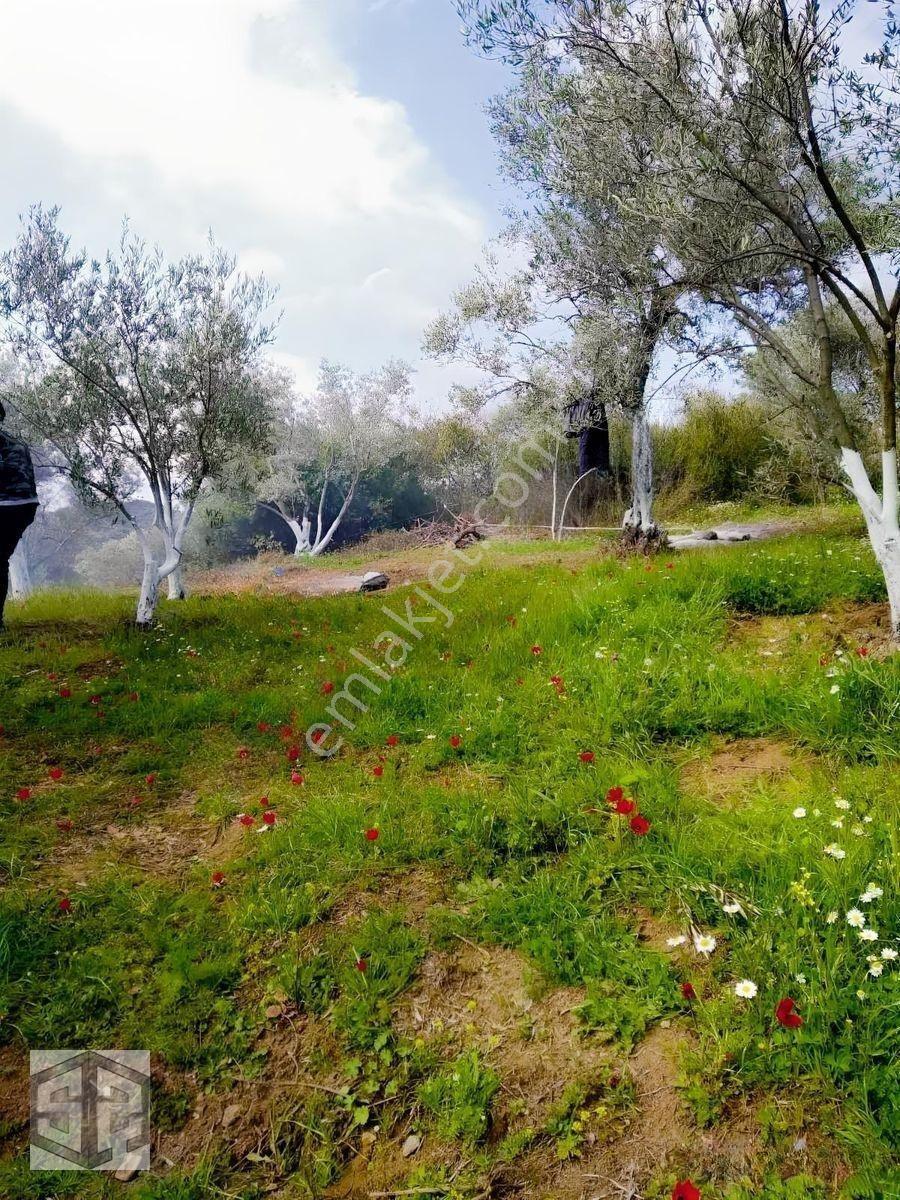 İzmir Selçuk Şirince Köyünde 427m2 Müstakil Parsel — fotoğraf 3