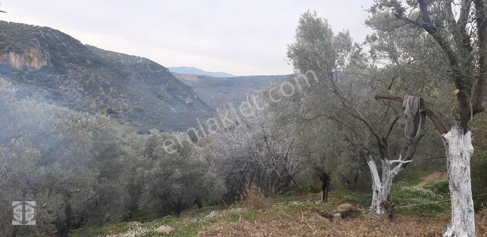 İzmir Selçuk Şirince Köyünde 427m2 Müstakil Parsel — fotoğraf 4