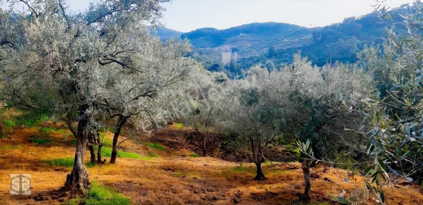 İzmir Selçuk Şirince Köyünde 427m2 Müstakil Parsel — fotoğraf 8