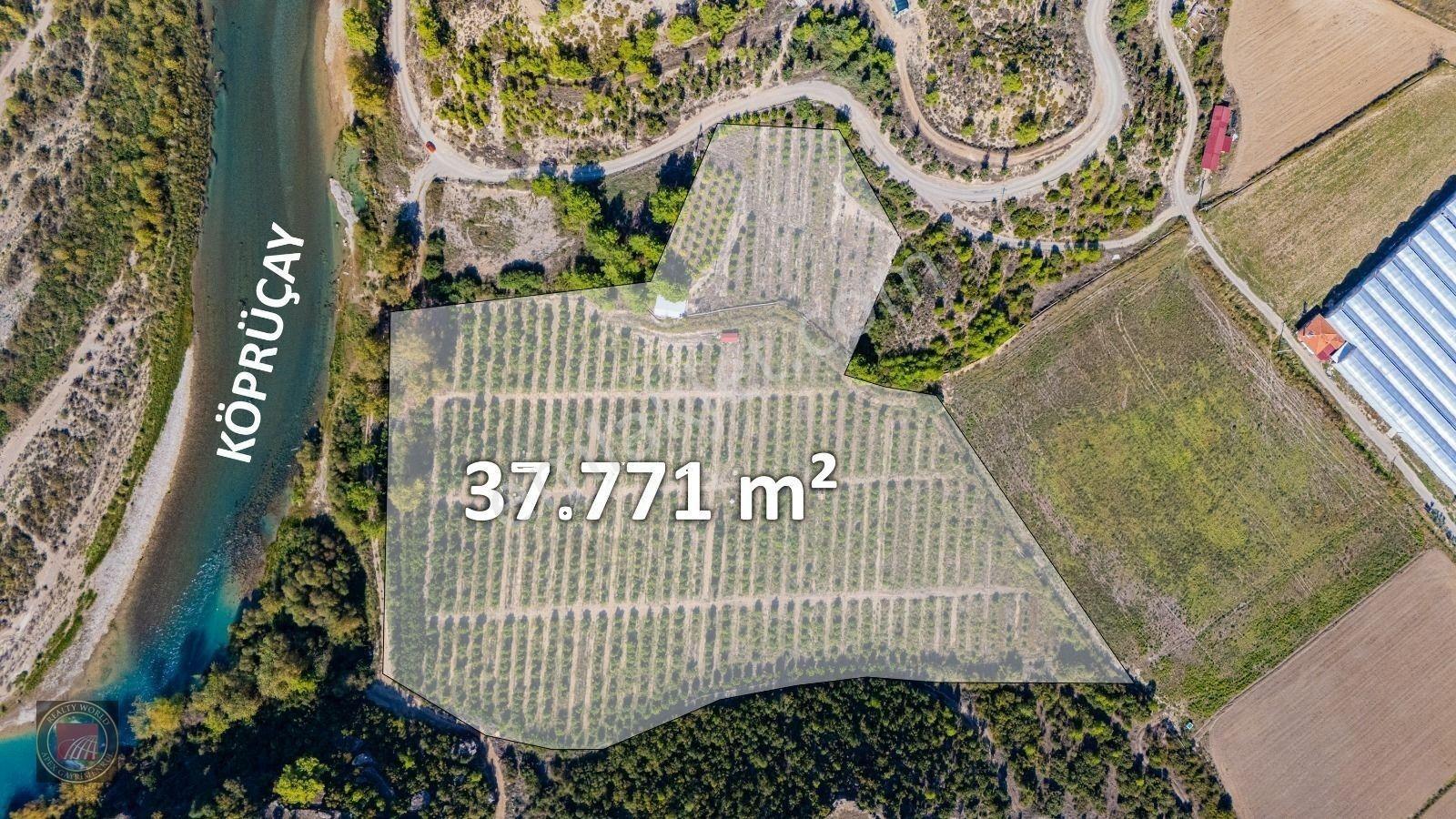 Sağırinde, Köprüçaya Cephe 38 Dönüm Satılık Avokado Bahçesi — fotoğraf 3