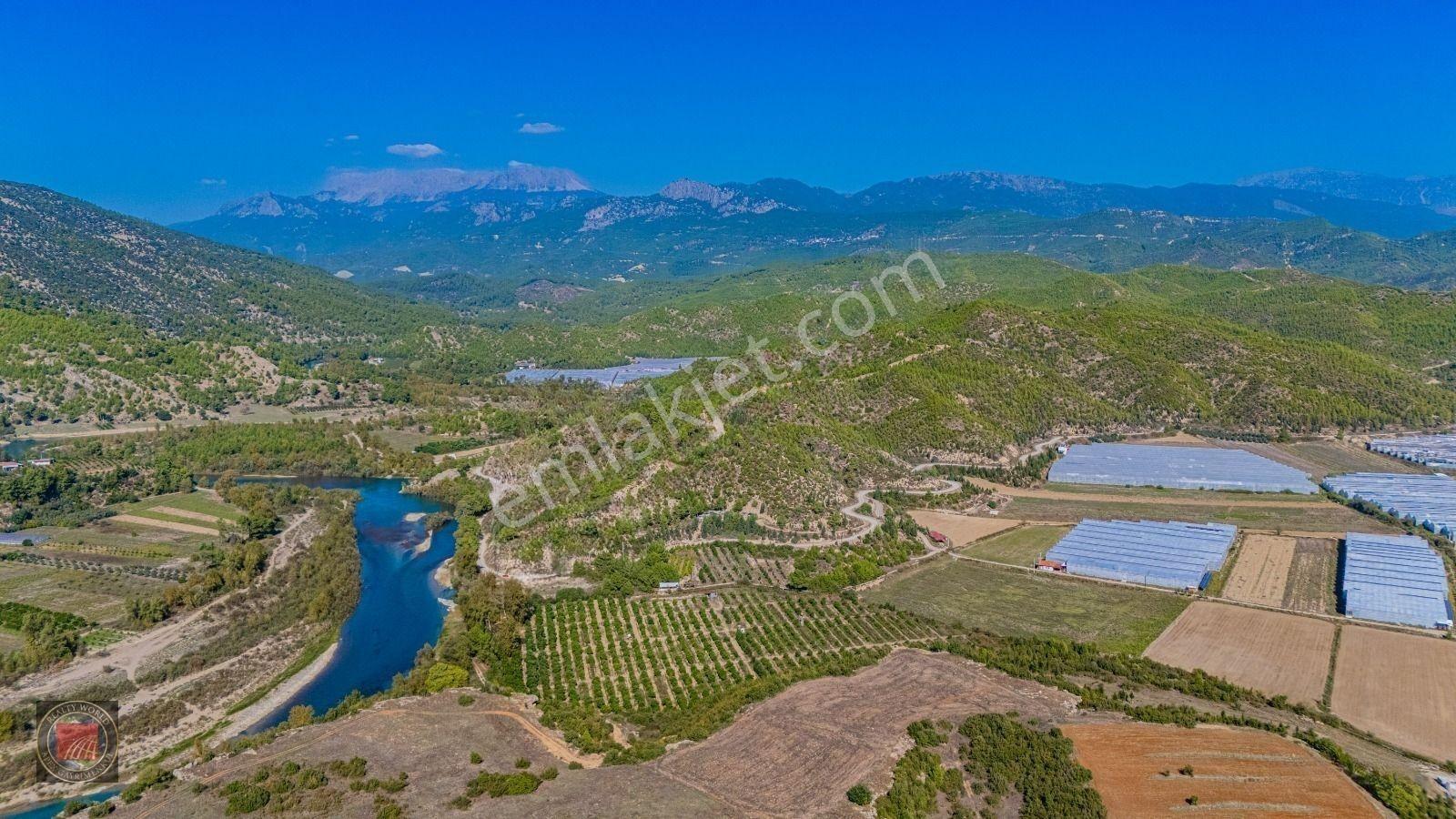 Sağırinde, Köprüçaya Cephe 38 Dönüm Satılık Avokado Bahçesi — fotoğraf 8