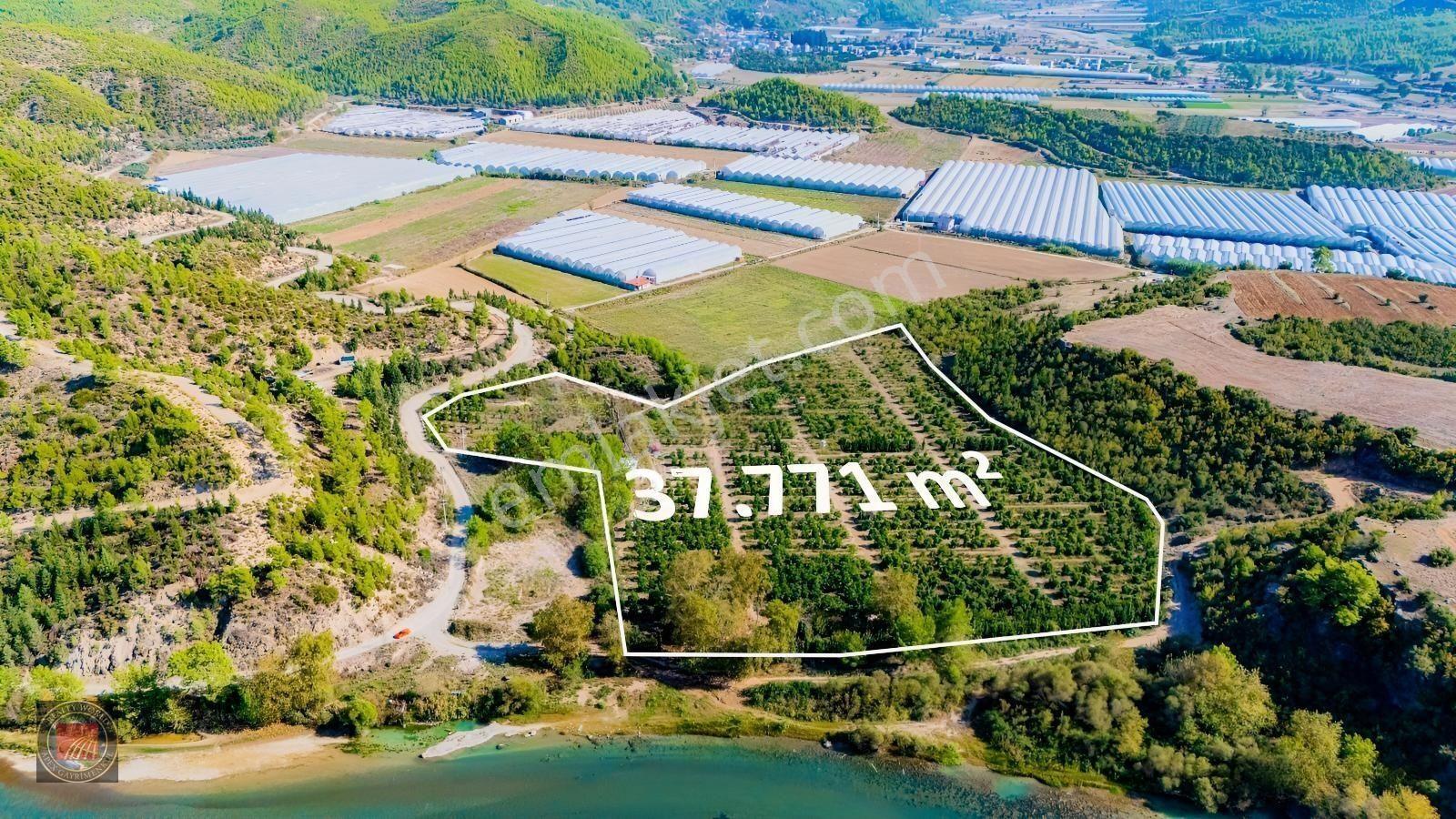 Sağırinde, Köprüçaya Cephe 38 Dönüm Satılık Avokado Bahçesi — fotoğraf 10