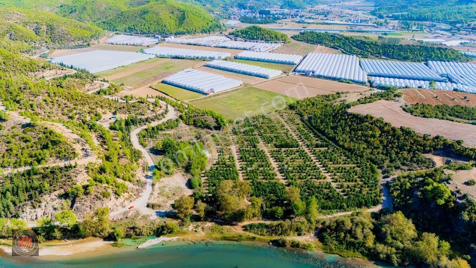 Sağırinde, Köprüçaya Cephe 38 Dönüm Satılık Avokado Bahçesi — fotoğraf 11