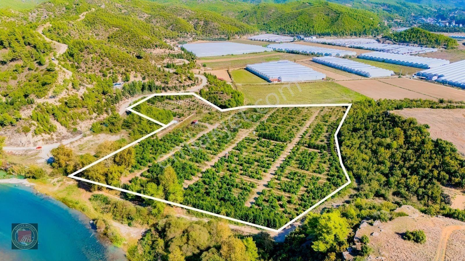 Sağırinde, Köprüçaya Cephe 38 Dönüm Satılık Avokado Bahçesi — fotoğraf 12