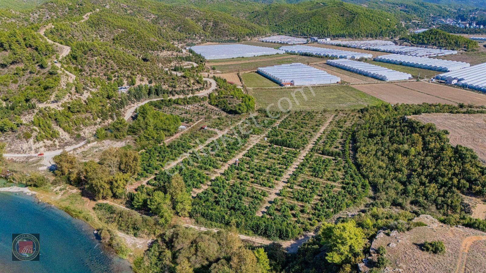 Sağırinde, Köprüçaya Cephe 38 Dönüm Satılık Avokado Bahçesi — fotoğraf 13