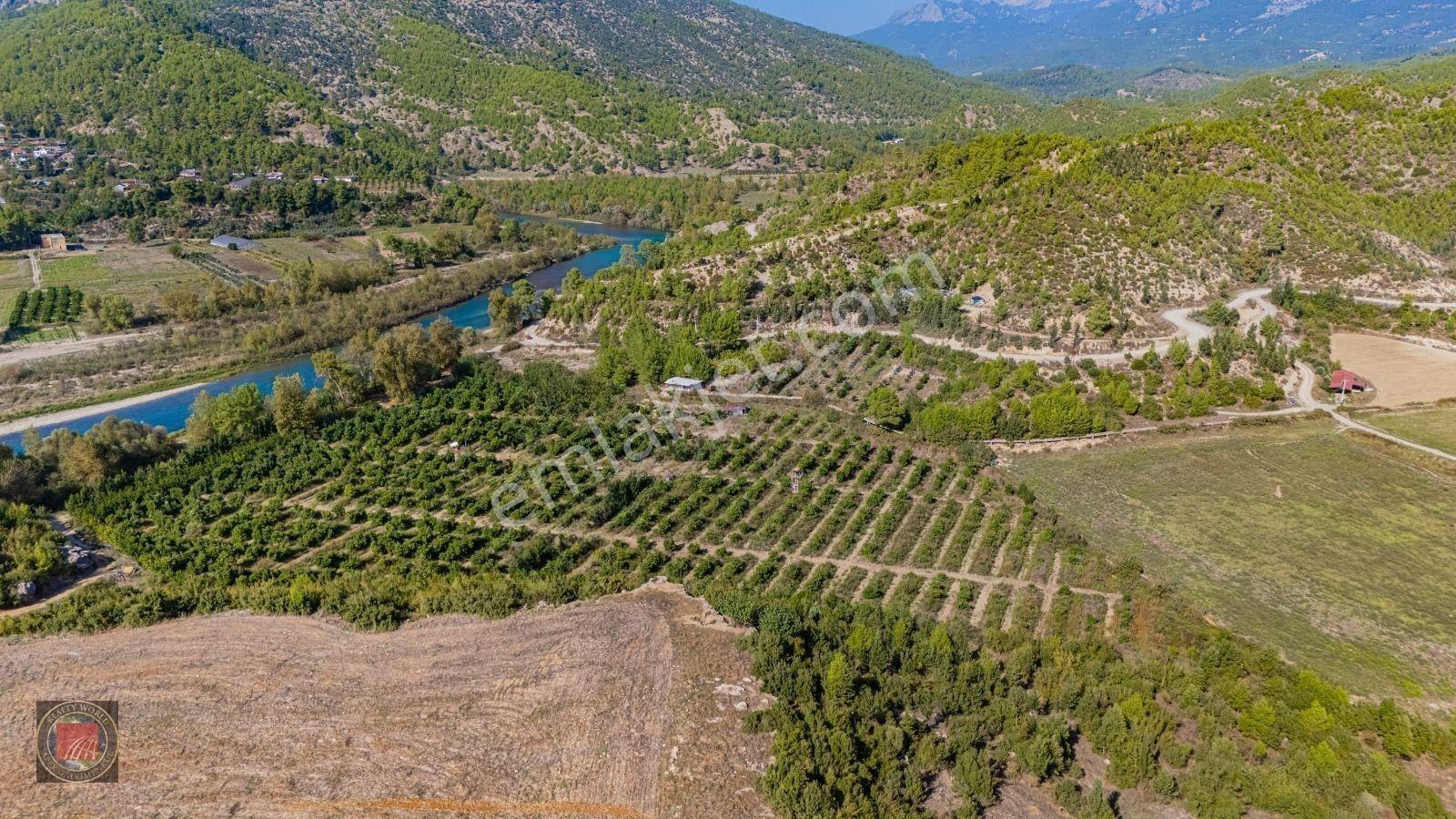 Sağırinde, Köprüçaya Cephe 38 Dönüm Satılık Avokado Bahçesi — fotoğraf 15