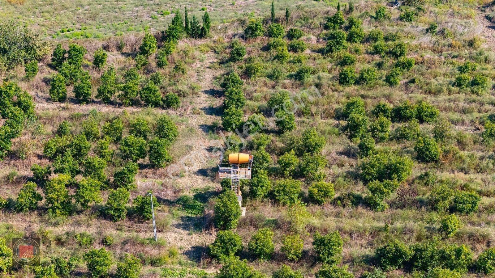 Sağırinde, Köprüçaya Cephe 38 Dönüm Satılık Avokado Bahçesi — fotoğraf 18