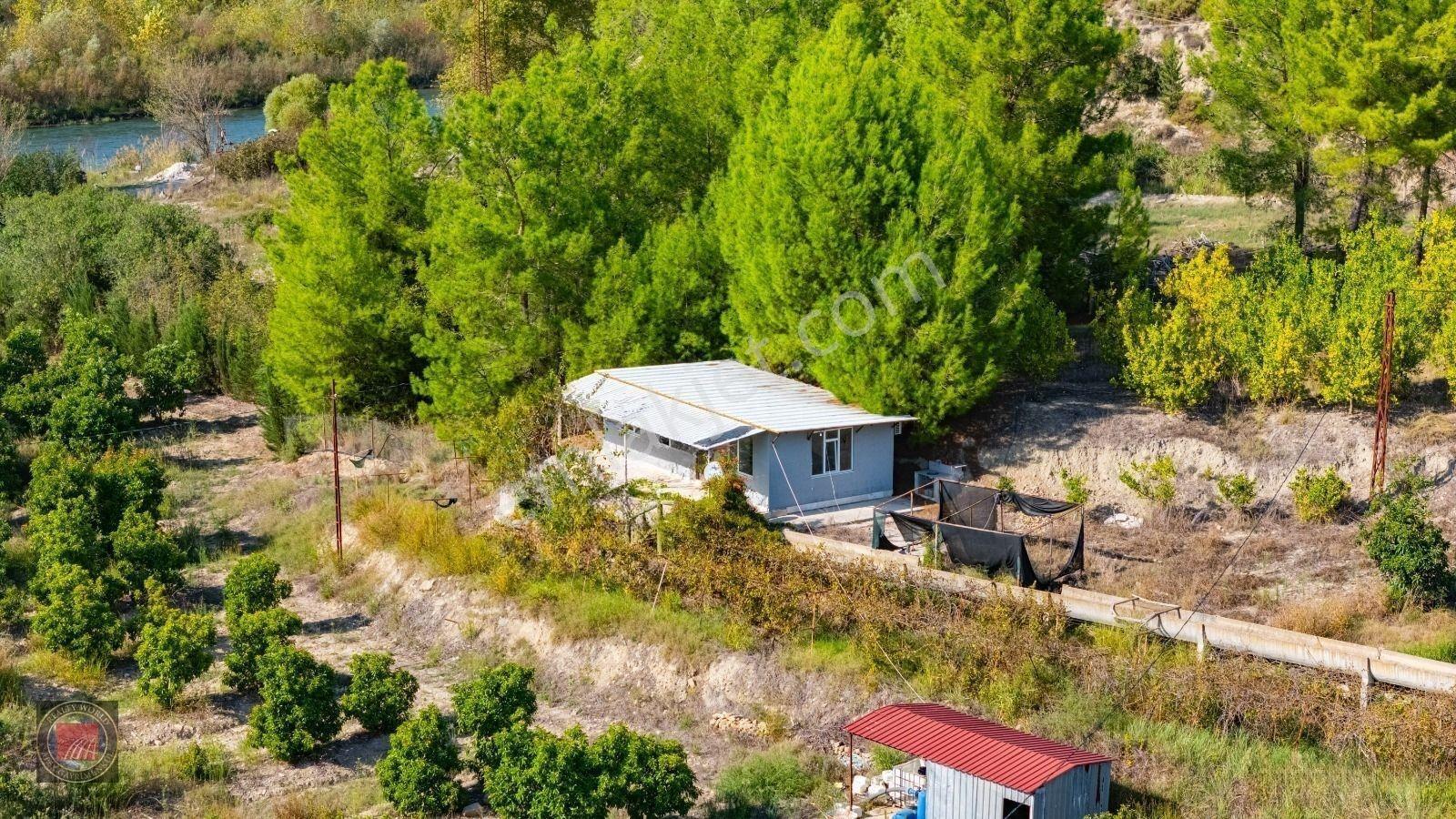 Sağırinde, Köprüçaya Cephe 38 Dönüm Satılık Avokado Bahçesi — fotoğraf 20